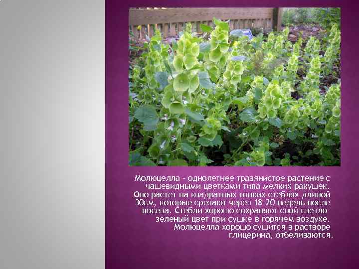 Молюцелла – однолетнее травянистое растение с  чашевидными цветками типа мелких ракушек. Оно растет