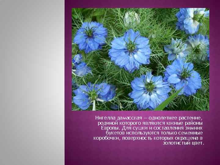  Нигелла дамасская — однолетнее растение,  родиной которого являются южные районы  Европы.