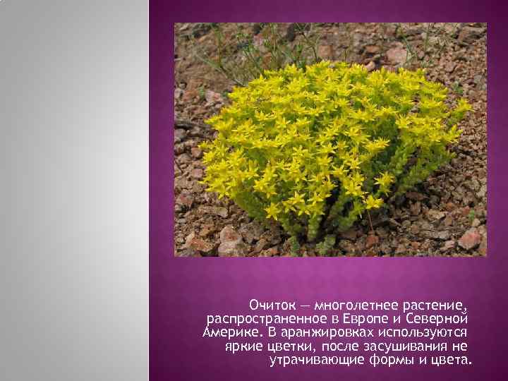   Очиток — многолетнее растение,  распространенное в Европе и Северной Америке. В
