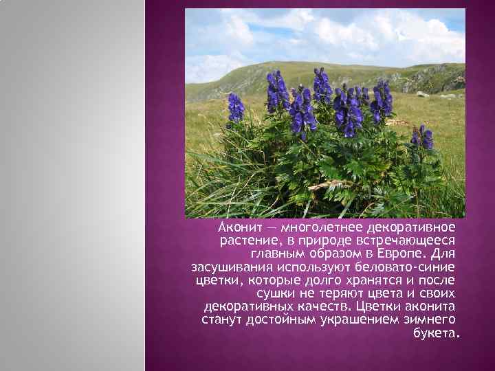  Аконит — многолетнее декоративное растение, в природе встречающееся  главным образом в Европе.