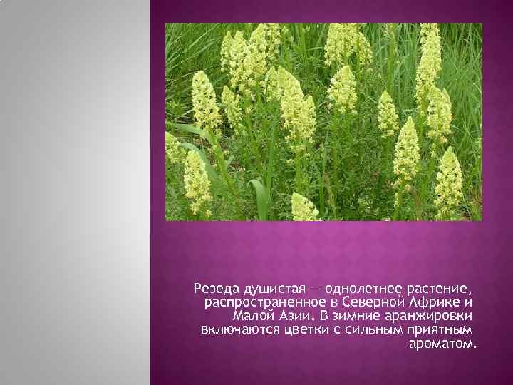 Резеда душистая — однолетнее растение,  распространенное в Северной Африке и Малой Азии. В