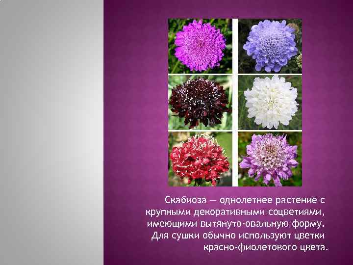   Скабиоза — однолетнее растение с крупными декоративными соцветиями, имеющими вытянуто-овальную форму. 