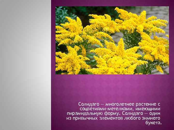  Солидаго — многолетнее растение с  соцветиями-метелками, имеющими пирамидальную форму. Солидаго — один