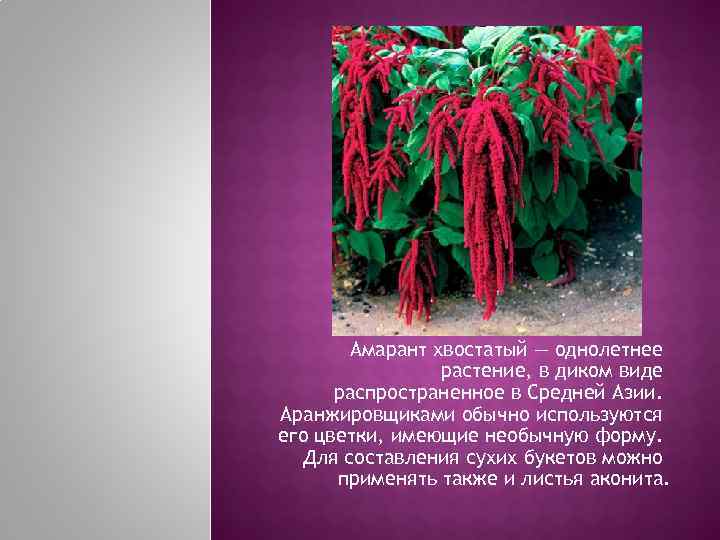   Амарант хвостатый — однолетнее   растение, в диком виде  распространенное