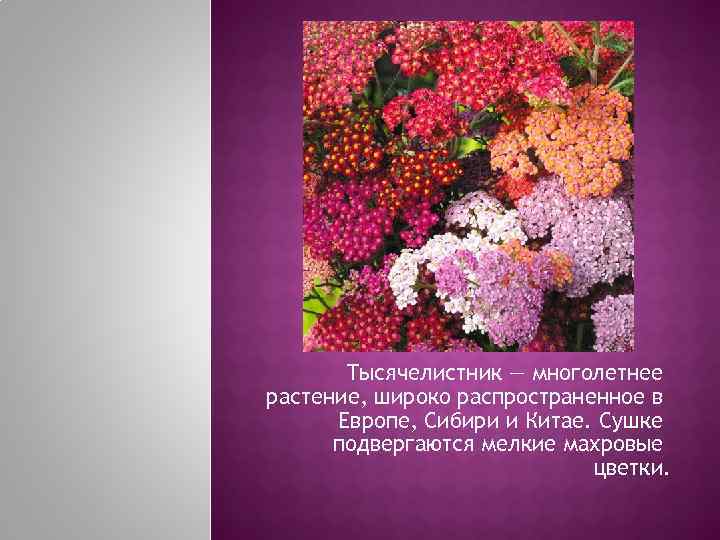   Тысячелистник — многолетнее растение, широко распространенное в  Европе, Сибири и Китае.
