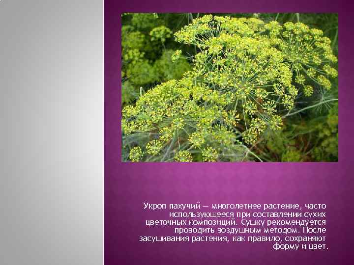  Укроп пахучий — многолетнее растение, часто  использующееся при составлении сухих  цветочных