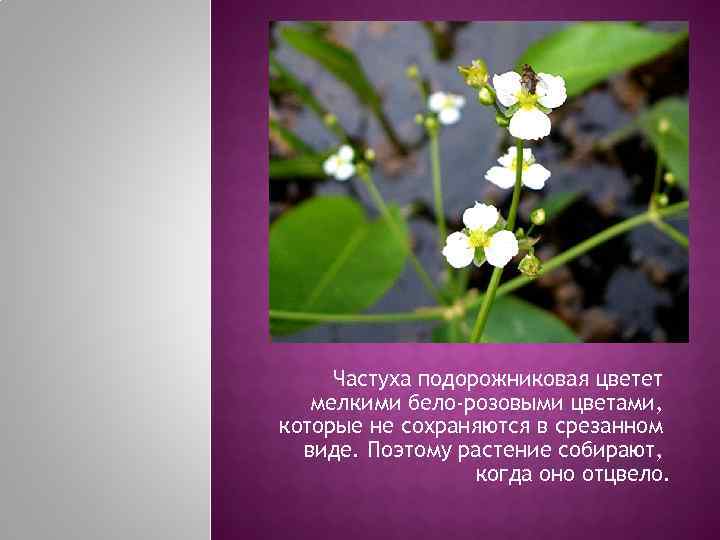  Частуха подорожниковая цветет  мелкими бело-розовыми цветами, которые не сохраняются в срезанном 