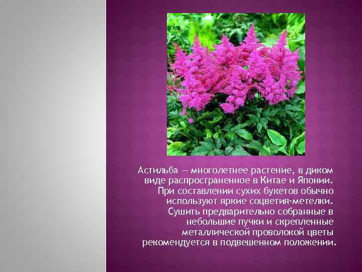 Астильба — многолетнее растение, в диком виде распространенное в Китае и Японии. При составлении