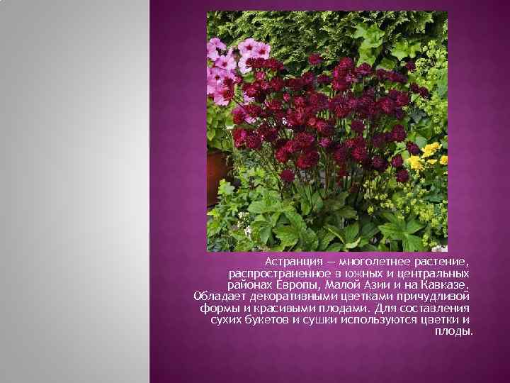   Астранция — многолетнее растение,  распространенное в южных и центральных районах Европы,
