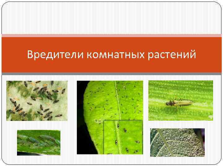 Вредители комнатных растений 