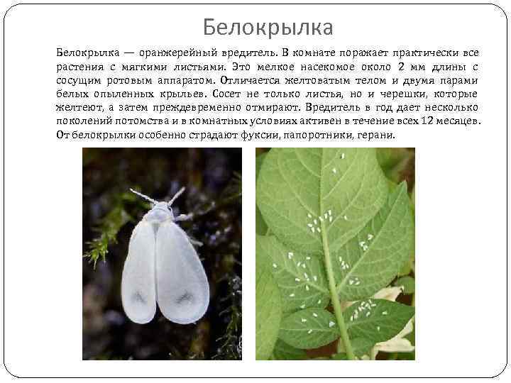     Белокрылка — оранжерейный вредитель. В комнате поражает практически все