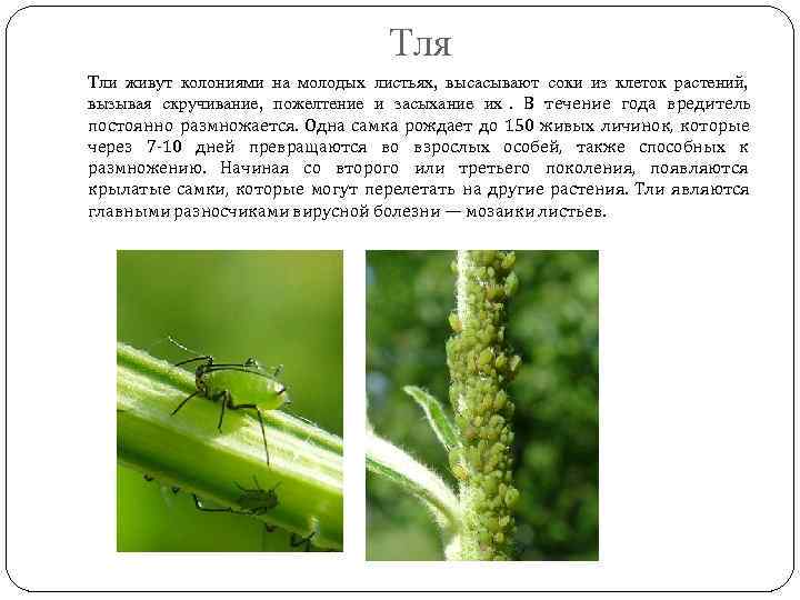        Тля Тли живут колониями на молодых листьях,
