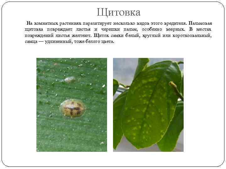      Щитовка На комнатных растениях паразитирует несколько видов этого вредителя.