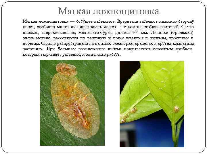     Мягкая ложнощитовка — сосущее насекомое. Вредители заселяют нижнюю сторону листа,