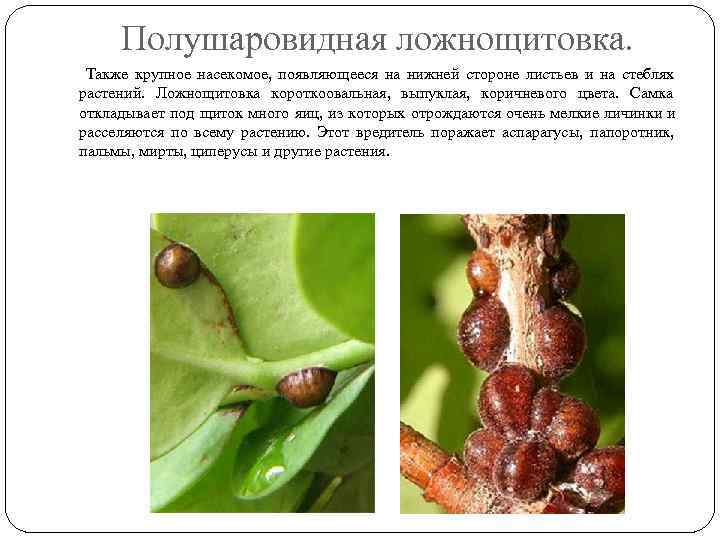  Полушаровидная ложнощитовка.  Также крупное насекомое, появляющееся на нижней стороне листьев и на