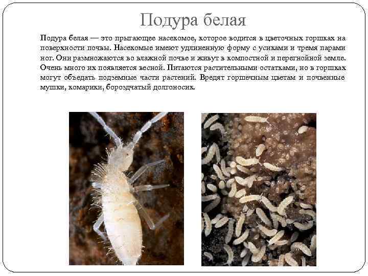      Подура белая — это прыгающее насекомое, которое водится в