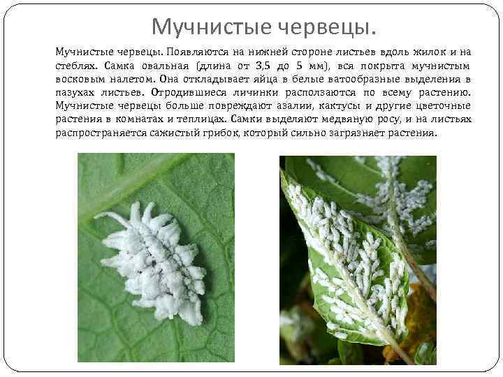    Мучнистые червецы. Появляются на нижней стороне листьев вдоль жилок и на