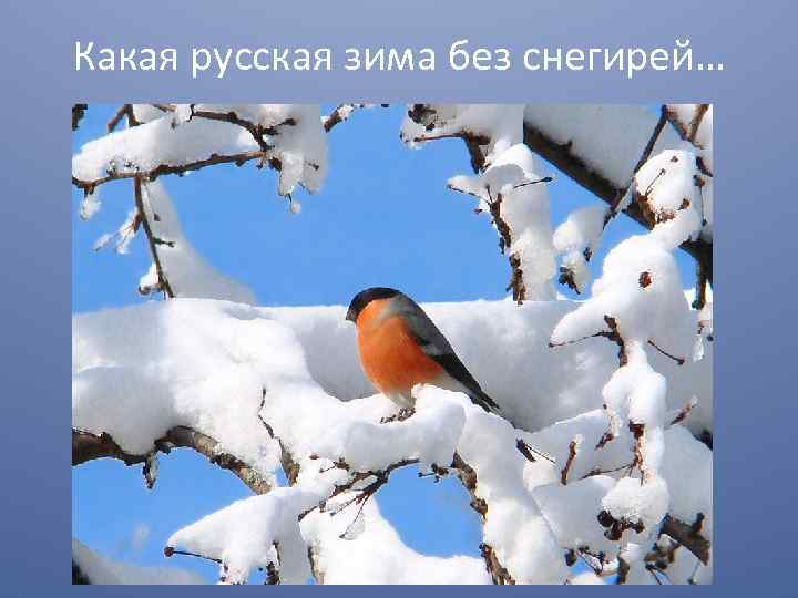 Какая русская зима без снегирей… 