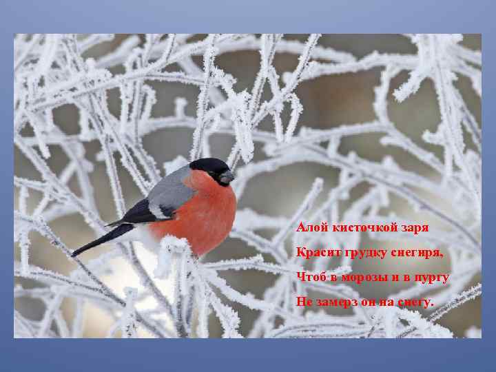 Алой кисточкой заря Красит грудку снегиря, Чтоб в морозы и в пургу Не замерз