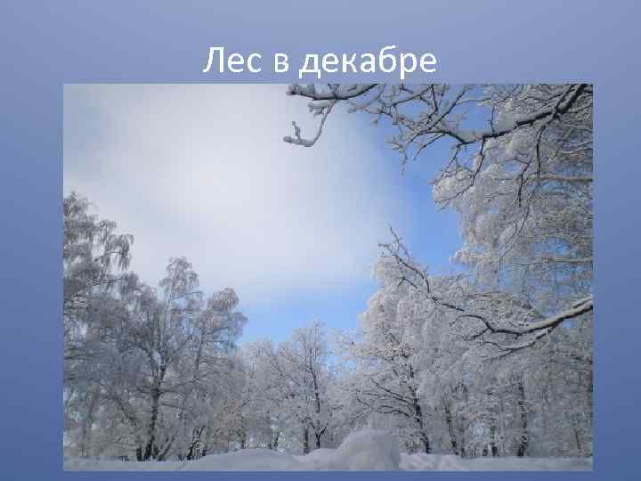 Лес в декабре 