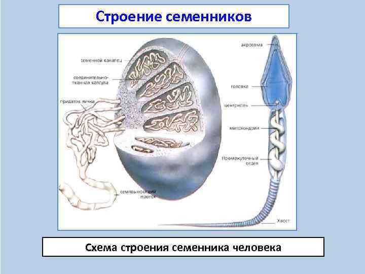  Строение семенников Схема строения семенника человека 