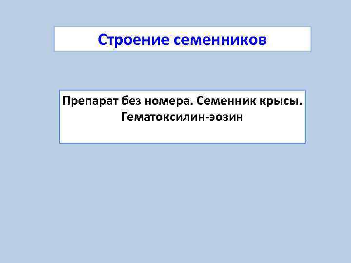  Строение семенников  Препарат без номера. Семенник крысы.  Гематоксилин-эозин 