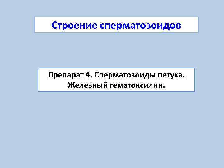 Строение сперматозоидов  Препарат 4. Сперматозоиды петуха. Железный гематоксилин. 
