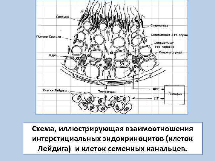 Схема, иллюстрирующая взаимоотношения интерстициальных эндокриноцитов (клеток Лейдига) и клеток семенных канальцев. 