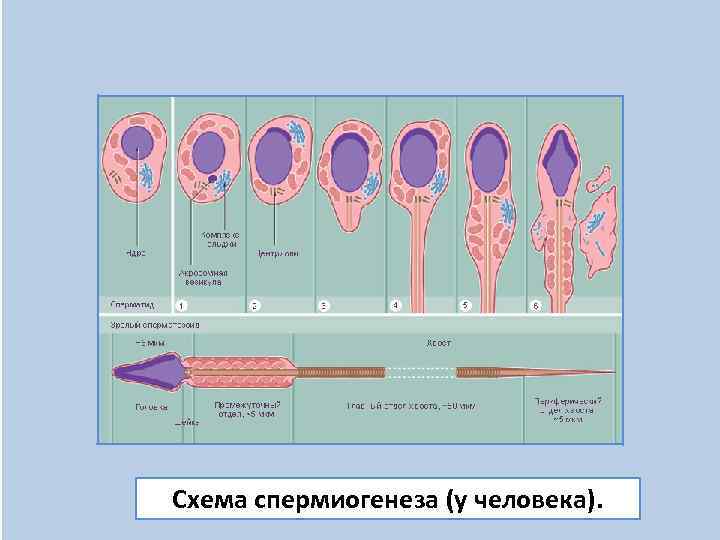Схема спермиогенеза (у человека). 