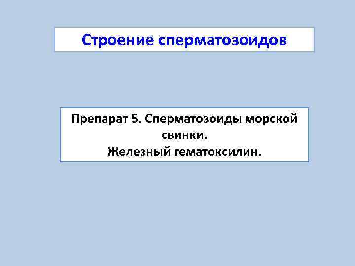  Строение сперматозоидов  Препарат 5. Сперматозоиды морской    свинки.  Железный
