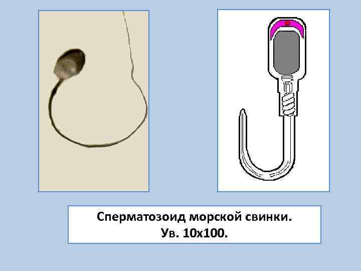 Сперматозоид морской свинки.  Ув. 10 х100. 