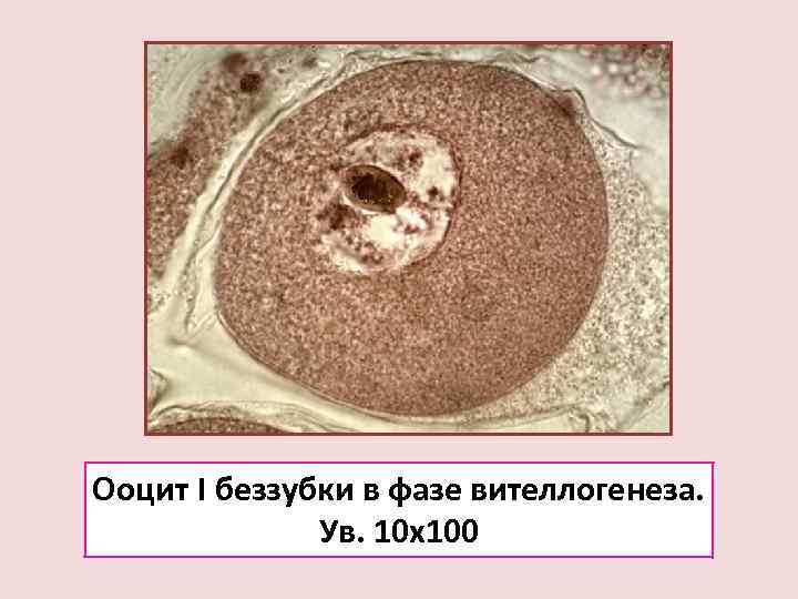 Ооцит I беззубки в фазе вителлогенеза.    Ув. 10 х100 