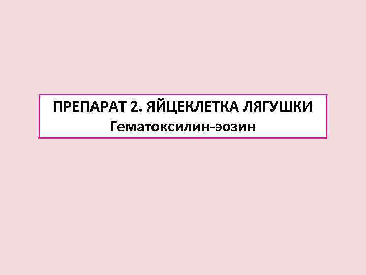 ПРЕПАРАТ 2. ЯЙЦЕКЛЕТКА ЛЯГУШКИ  Гематоксилин-эозин 