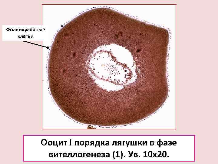 Оболочки яйцеклетки лягушки