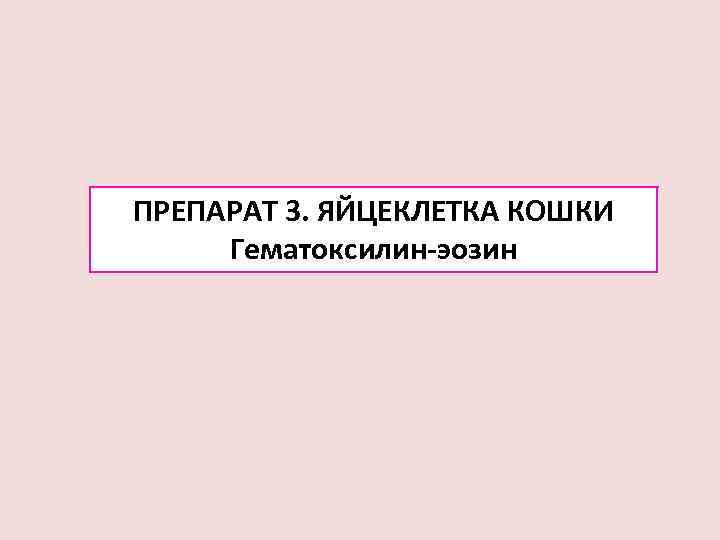 ПРЕПАРАТ 3. ЯЙЦЕКЛЕТКА КОШКИ Гематоксилин-эозин 