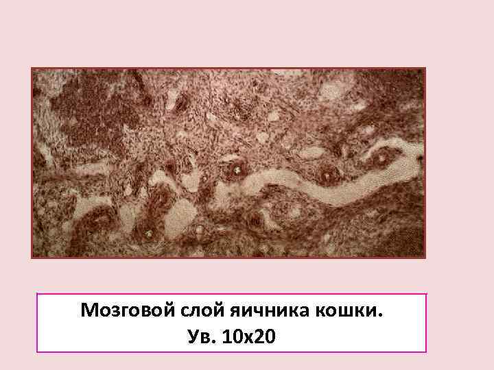 Мозговой слой яичника кошки.  Ув. 10 х20 