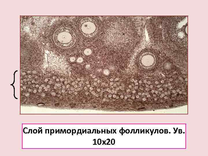 Слой примордиальных фолликулов. Ув.    10 х20 