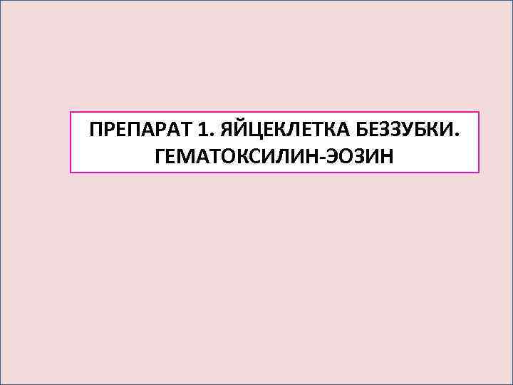 ПРЕПАРАТ 1. ЯЙЦЕКЛЕТКА БЕЗЗУБКИ.  ГЕМАТОКСИЛИН-ЭОЗИН   • Гематоксилин-эозин 