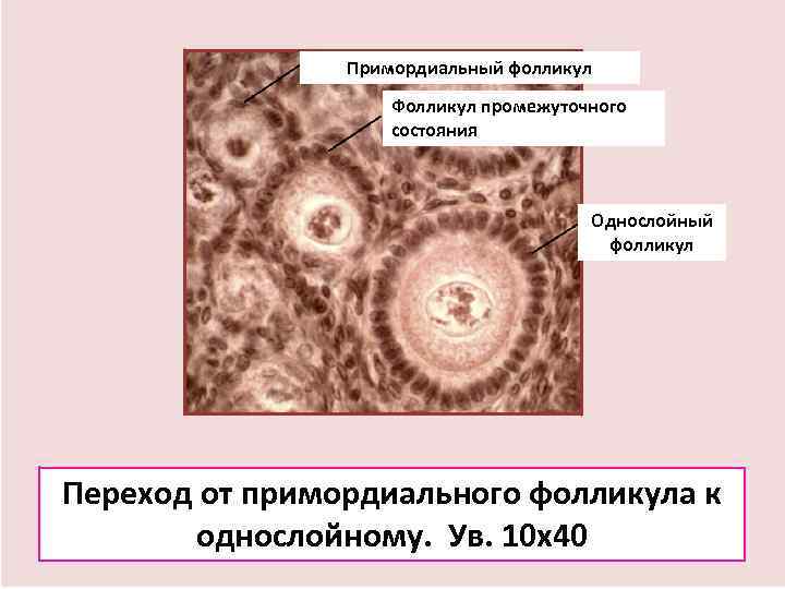     Примордиальный фолликул     Фолликул промежуточного  