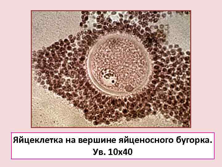 Яйцеклетка на вершине яйценосного бугорка.    Ув. 10 х40 