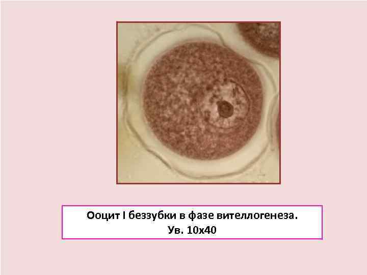 Ооцит I беззубки в фазе вителлогенеза.   Ув. 10 х40 