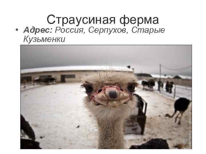 Страусиная ферма • Адрес: Россия, Серпухов, Старые  Кузьменки 