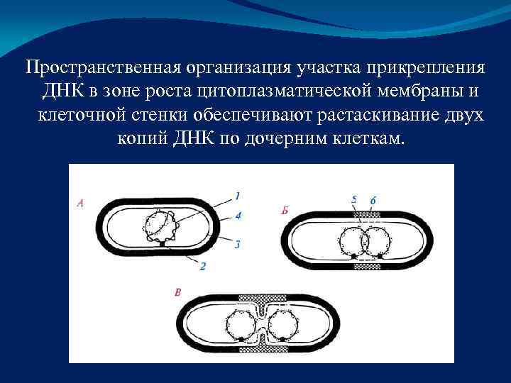Пространственная организация участка прикрепления  ДНК в зоне роста цитоплазматической мембраны и  клеточной