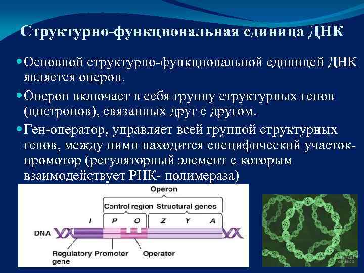 Структурно-функциональная единица ДНК  Основной структурно-функциональной единицей ДНК  является оперон.  Оперон включает