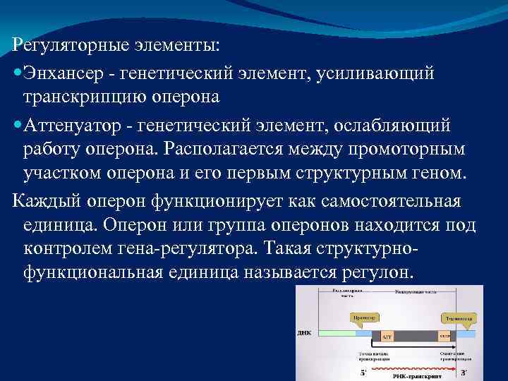 Регуляторные элементы:  Энхансер - генетический элемент, усиливающий  транскрипцию оперона  Аттенуатор -