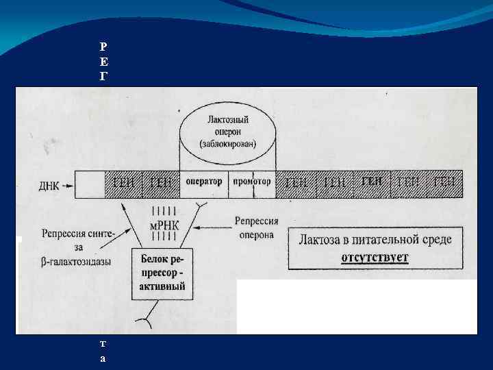 Р Е Г У Л Я Ц И Я С И Н Т Е