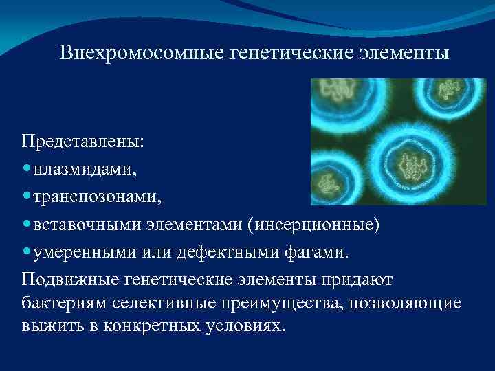   Внехромосомные генетические элементы  Представлены: плазмидами, транспозонами, вставочными элементами (инсерционные)  умеренными