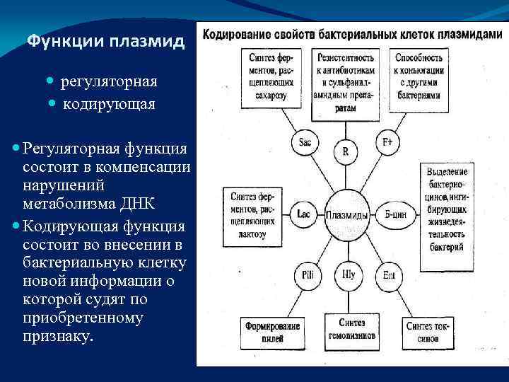  Функции плазмид   регуляторная   кодирующая Регуляторная функция  состоит в