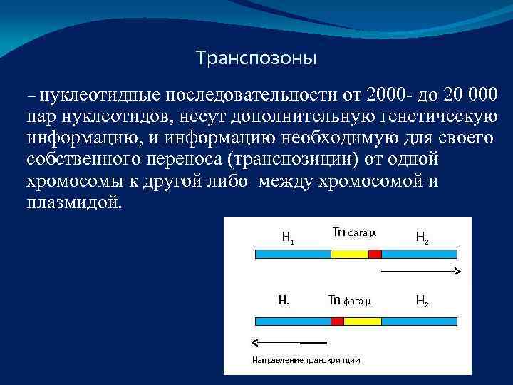    Транспозоны – нуклеотидные последовательности от 2000 - до 20 000 пар