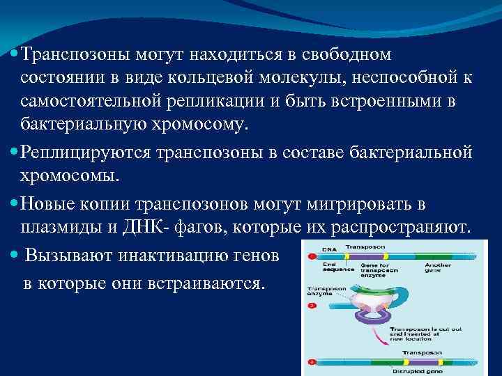  Транспозоны могут находиться в свободном  состоянии в виде кольцевой молекулы, неспособной к
